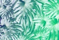 Green tropical leaves background. Monstera houseplant. Eco friendly photo