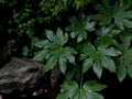 Green tropical leaves Fatsia or Japanese aralia Aralia sieboldii o Fatsia japonica, Araliaceae, ornamental plants backdrop Royalty Free Stock Photo