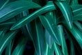 Green tropical leaves, leaf background ,nature concept