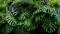Green tropical leaves of Monstera, fern, and palm fronds the rainforest foliage plant bush floral arrangement on dark Royalty Free Stock Photo