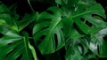 Green tropical leaves Monstera ornamental plant jungle evergreen