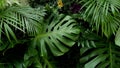 Green tropical leaves Monstera, palm, fern and ornamental plants backdrop Royalty Free Stock Photo
