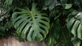 Green tropical leaves Monstera, palm, fern and ornamental plants backdrop background. Royalty Free Stock Photo