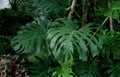 Green tropical leaves Monstera, palm, fern and ornamental plants garden background Royalty Free Stock Photo
