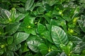 Green leaves and ornamental plants Royalty Free Stock Photo