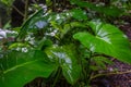 Green tropical leaves.Ornamental plants backdrop. Royalty Free Stock Photo