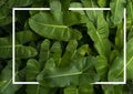 Green tropical leaves pattern background, Natural frame background and wallpaper Royalty Free Stock Photo