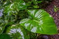 Green tropical leaves.Ornamental plants backdrop. Royalty Free Stock Photo