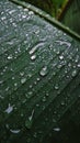 Green tropical leaves after rain close-up, Summer garden