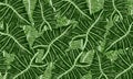 Green tropical leaves relax spring nature background