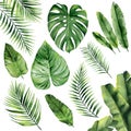 Green tropical leaves set. Exotic fronds. Botanical plant details. Watercolour illustration isolated on white background Royalty Free Stock Photo