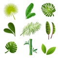 Green tropical leaves set. Tropical plants set. Royalty Free Stock Photo