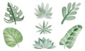 Green tropical leaves. Set of watercolor cartoon elements of leaves, plants. Royalty Free Stock Photo