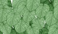 Green tropical leaves spring nature background