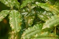 Green tropical leaves with water frops. Natural background