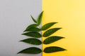 Green tropical leaves on a yellow-gray background. Minimal style design with plants. Abstract background