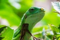 Green tropical lizard sitting on tree branches with leafs Royalty Free Stock Photo