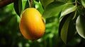 green tropical mango fruit Royalty Free Stock Photo