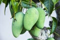 Green tropical mango fruits