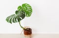 a green tropical monstera houseplant potted on a floor against a white wall