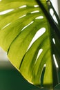 Green tropical monstera leaf. Close up. Background. Royalty Free Stock Photo