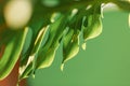 Green tropical monstera leaf. Close up. Background. Royalty Free Stock Photo