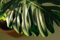 Green tropical monstera leaf. Close up. Background. Royalty Free Stock Photo