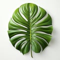 Green tropical monstera leaf. White background, top view Royalty Free Stock Photo