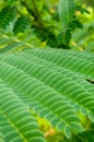 Green tropical nature background leaves in the jungle