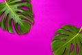 Green tropical palm leaf on pink colored background. Minimal flat lay style. Overhead, top view, copy space. Royalty Free Stock Photo