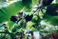 Green tropical palm leaves against blue sky background. Royalty Free Stock Photo