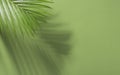 Green tropical palm leaves on green background with sunlight. Minimal summer creative flat lay