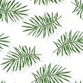 Green tropical palm leaves seamless pattern vector