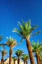 Green tropical palm trees over clear blue sky. Summer and travel concept. Holiday background. Palm leaves and branches Royalty Free Stock Photo