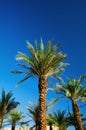 Green tropical palm trees over clear blue sky. Summer and travel concept. Holiday background. Palm leaves and branches Royalty Free Stock Photo