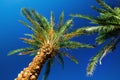 Green tropical palm trees over clear blue sky. Summer and travel concept. Holiday background. Palm leaves and branches Royalty Free Stock Photo