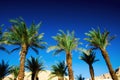 Green tropical palm trees over clear blue sky. Summer and travel concept. Holiday background. Palm leaves and branches Royalty Free Stock Photo