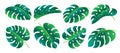 Green tropical plant branch Monstera leaf icon set