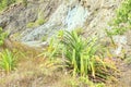 Plant by pond on Geoheritage Site of Ultramafic Rocks Royalty Free Stock Photo