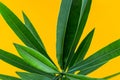 Green tropical plant leaves close up isolated on yellow background. High contrast creative nature photography