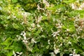 Green tropical plant with maculate leaves : Leaf-Flower Breynia disticha