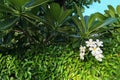 Green tropical plant Plumeria with green leaves and white flowers. Royalty Free Stock Photo