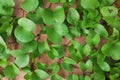 A green tropical plant on the sand