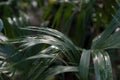 Green tropical plants with drops of dew. Royalty Free Stock Photo