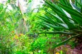 Green tropical plants in the garden Royalty Free Stock Photo