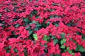 Green Tropical Poinsettia Hedge with Red Flowers