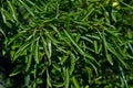 Green Tropical Sharp Shaped Leaves Natural Background