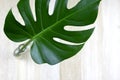 Green tropical split leaf on balsa wood panels background