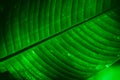 Green tropical tree leaf close-up in the dark with lighting with lines along the leaf