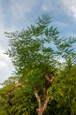 Green tropical tree : Moringa Genus a member of Moringa Family Family Moringaceae Royalty Free Stock Photo